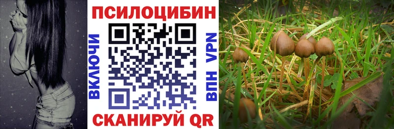 закладки  Дубна  Галлюциногенные грибы Psilocybine cubensis 